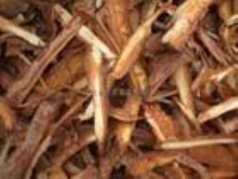 Pine Bark Extract